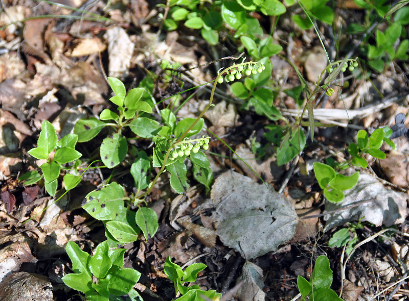 Изображение особи Orthilia secunda.