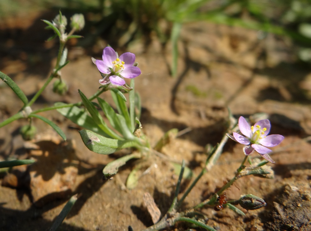 Изображение особи Spergularia rubra.