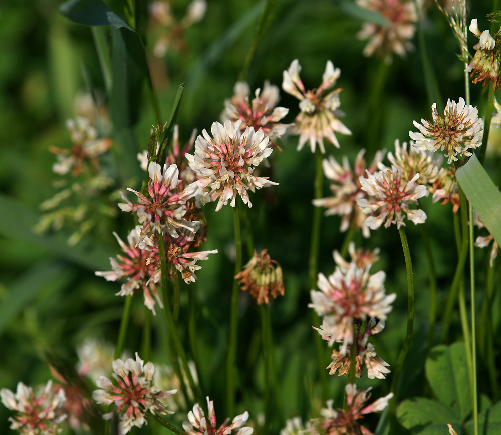 Image of Trifolium repens specimen.