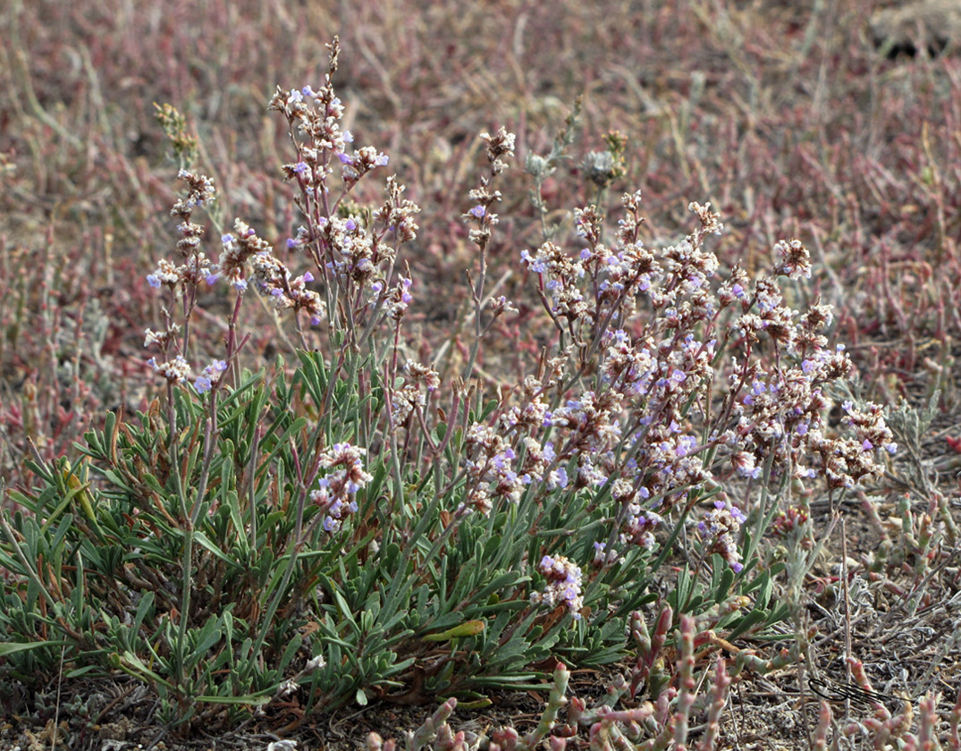 Изображение особи Limonium suffruticosum.