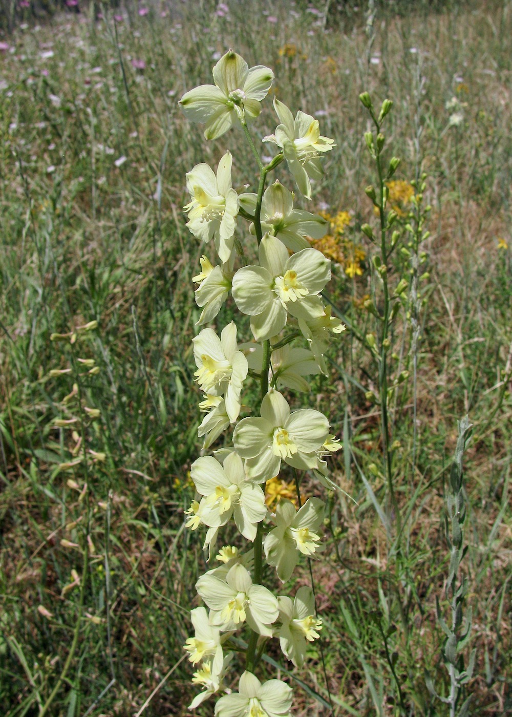 Изображение особи Delphinium semibarbatum.