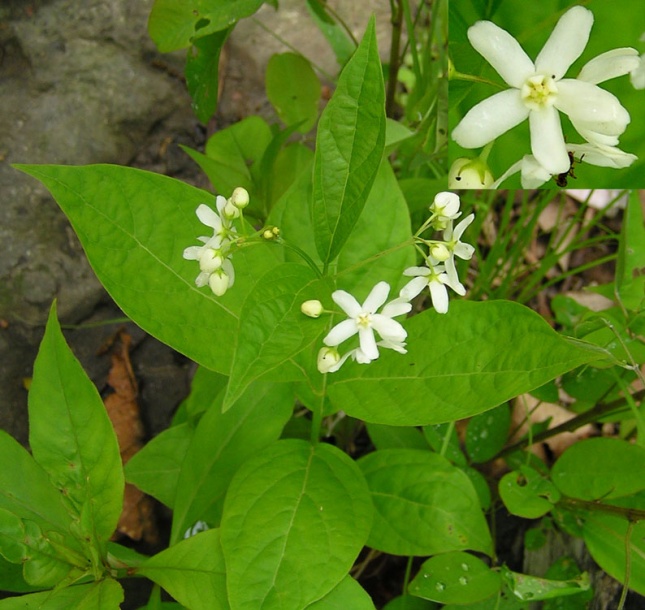 Изображение особи Vincetoxicum ascyrifolium.