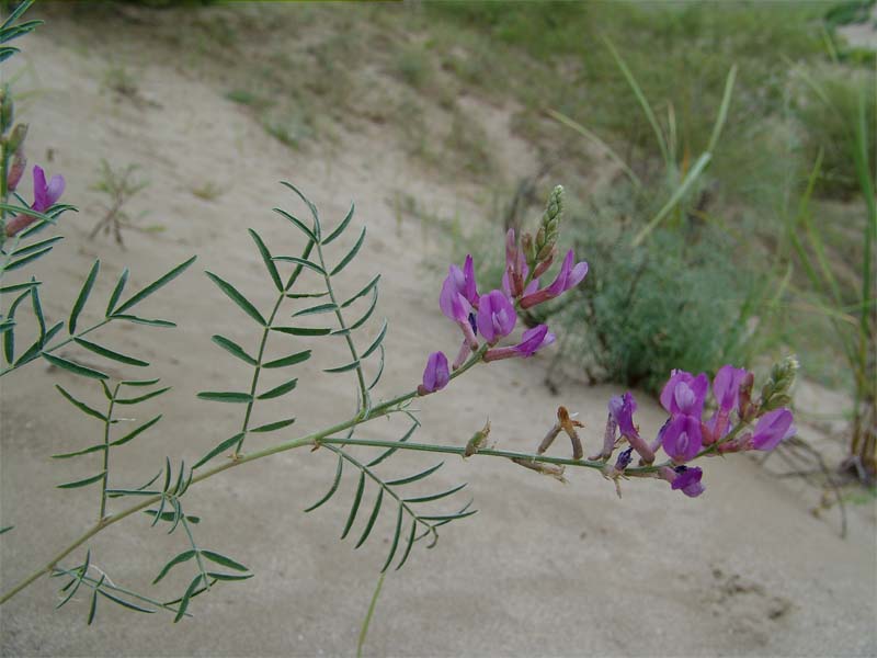 Изображение особи Astragalus varius.