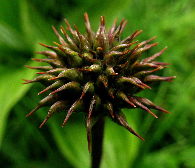 Image of Trollius vitalii specimen.