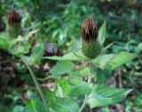 Cirsium oleraceum