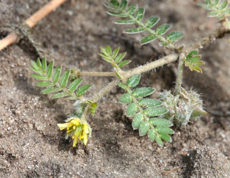 Изображение особи Tribulus terrestris.