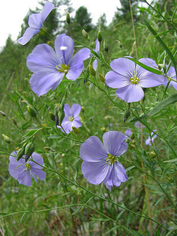 Image of Linum komarovii specimen.