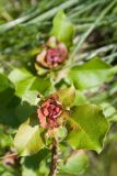 Salix pyrolifolia