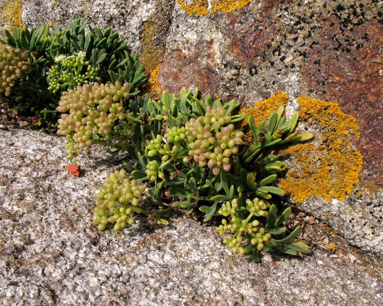 Image of Crithmum maritimum specimen.