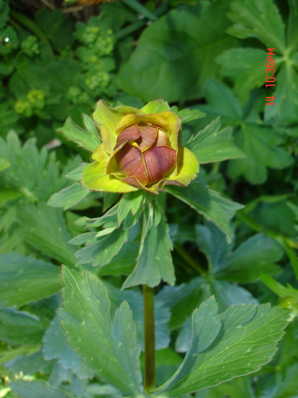 Image of Trollius dschungaricus specimen.