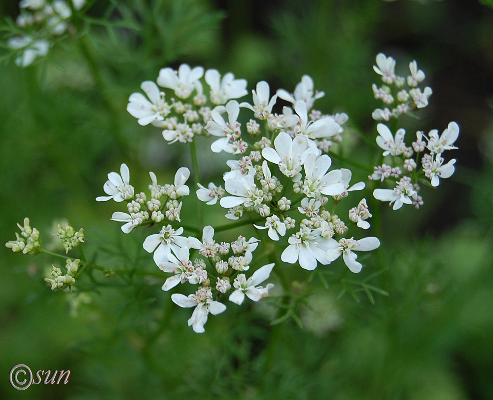 Изображение особи Coriandrum sativum.