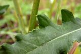 Cirsium setosum. Часть листа. Новгородская обл., Боровичский р-н, юго-восточнее дер. Селино, луг. 11.07.2015.