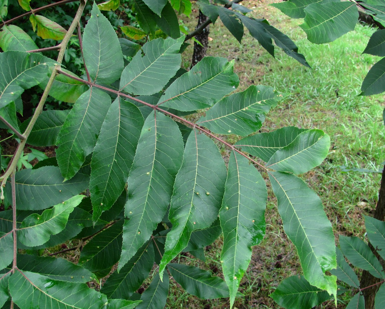 Изображение особи семейство Juglandaceae.