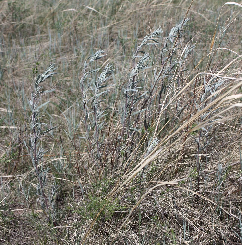 Изображение особи Artemisia glauca.