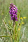 Dactylorhiza incarnata. Верхушка цветущего растения (лист поражён ржавчинными грибами). Ленинградская обл., Гатчинский р-н, окр. пос. Пудость, сыроватый луг в старом травертиновом карьере. 14.06.2015.