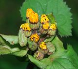 Ligularia dentata. Развивающиеся соцветия (культивар). Московская обл., Раменский р-н, окр. дер. Хрипань, садовый участок. 10.08.2015.