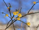 Jasminum nudiflorum