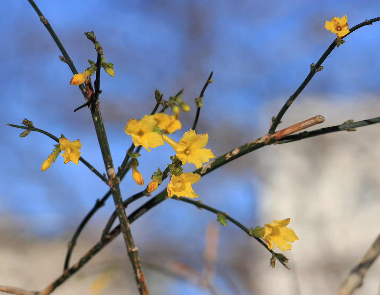 Изображение особи Jasminum nudiflorum.