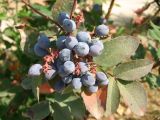 genus Mahonia. Соплодие и часть листа. Крым, Симферопольский р-н, пгт Николаевка, в культуре. 13.08.2008.