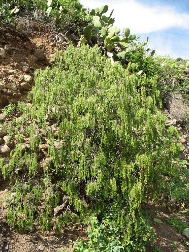 Image of Plocama pendula specimen.