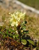 Rhododendron aureum. Цветущее растение. Тува, Тоджинский р-н, долина р. Аржаан-Хем, склон хребта Багас-Тайга, горная тундра. 08.07.2015.