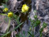 Potentilla argentea. Побеги с цветками и бутонами. Свердловская обл., окр. г. Североуральск, основание скал Грюнвальда. 11.07.2014.