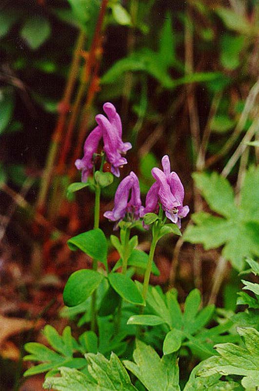Image of Corydalis arctica specimen.
