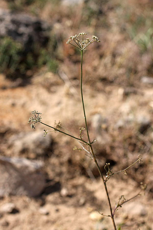 Image of Karatavia kultiassovii specimen.