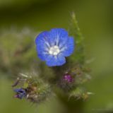 genus Lycopsis. Цветок из соцветия. Крым, с. Андреевка, морской пляж, глина. 07.06.2015.