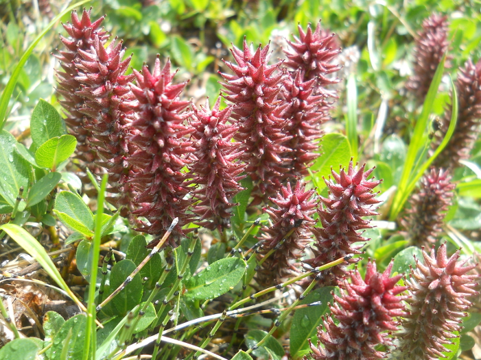 Image of Salix rectijulis specimen.