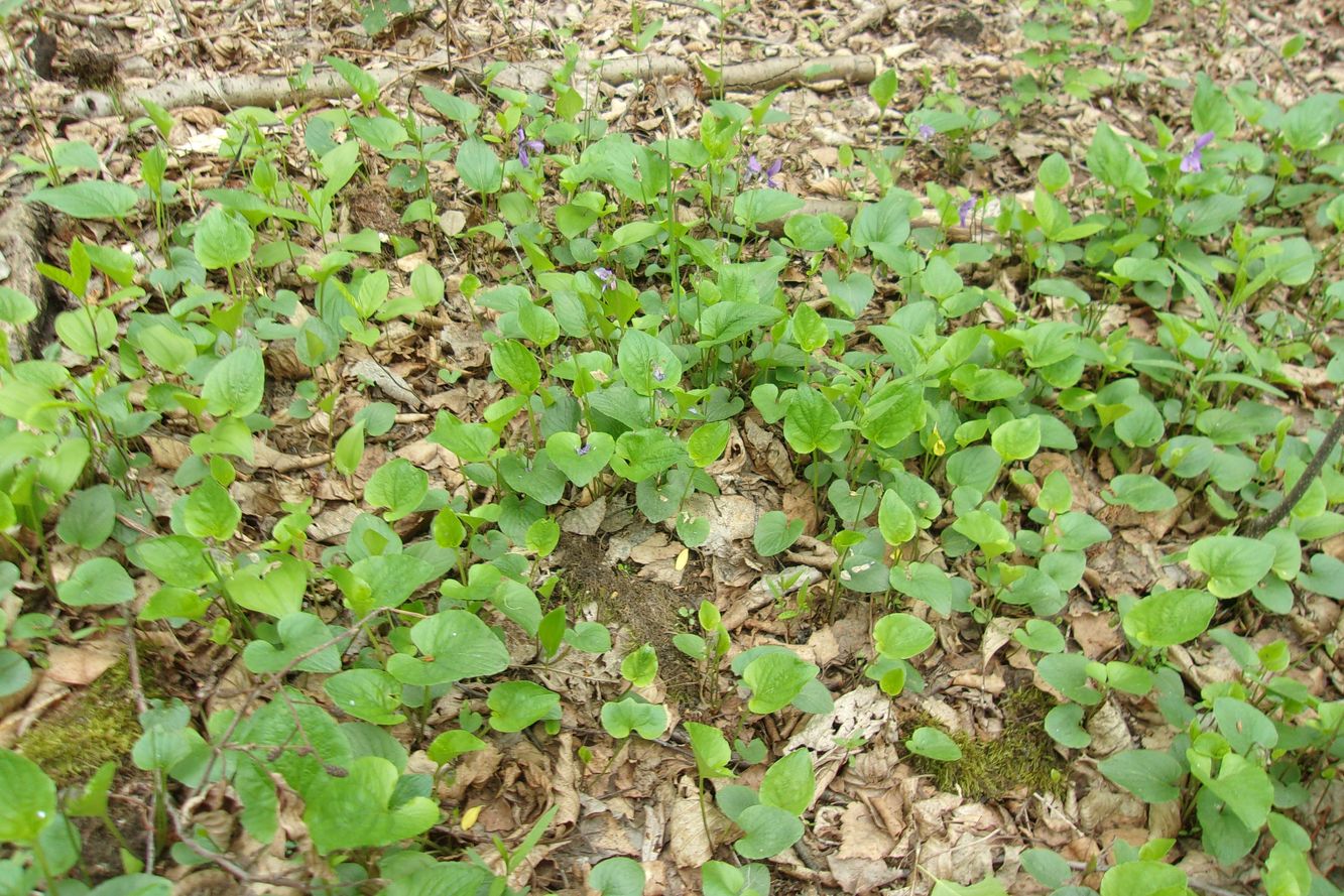 Image of Viola uliginosa specimen.