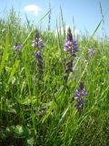 Polygala comosa. Соцветия. Республика Мордовия, Ичалковский р-н, окр. с. Дубровское, луг на открытом склоне. 31 мая 2013 г.