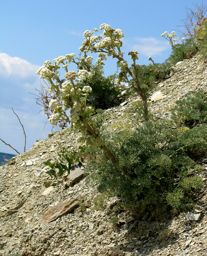 Image of Seseli ponticum specimen.