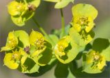 Euphorbia virgata. Часть соцветия с незрелыми плодами. Ленинградская обл., Ломоносовский р-н, окр. дер. Низино, обочина грунтовой дороги. 12.09.2015.