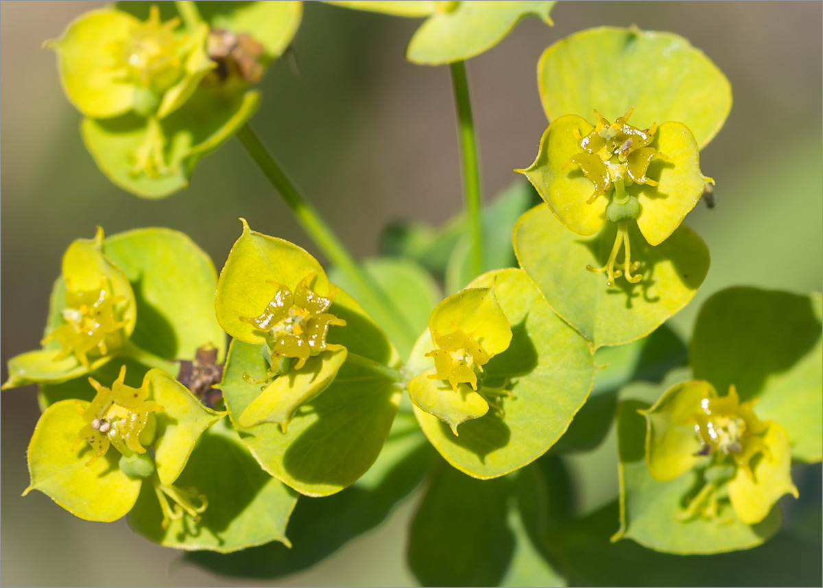 Изображение особи Euphorbia virgata.