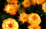 Calendula officinalis. Отцветающие соцветия (махровая форма). Ярославская обл., Переславский р-н, с. Веськово, т/к \"Ботик\", в культуре. 15.08.2015.