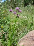 Allium maximowiczii