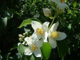 Philadelphus coronarius. Цветки и листья. Пензенская обл., Белинский р-н, музей-заповедник \"Тарханы\", в культуре. 13 июня 2013 г.