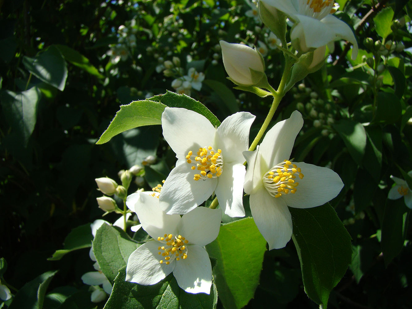 Image of Philadelphus coronarius specimen.