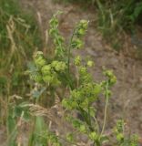 Cynoglossum viridiflorum