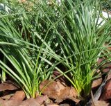 Crocus sativus
