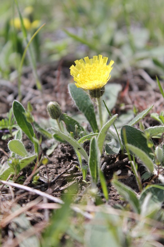 Изображение особи Pilosella officinarum.