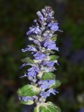 Ajuga reptans. Соцветие. Узбекистан, г. Ташкент, пос. Улугбек. 04.04.2016.