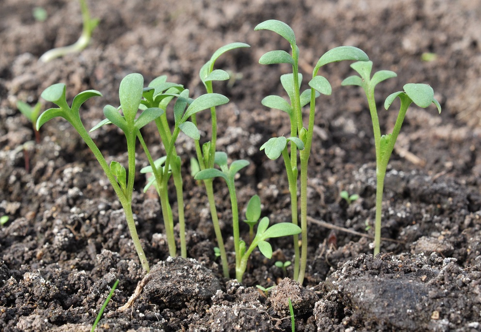 Изображение особи Lepidium sativum.