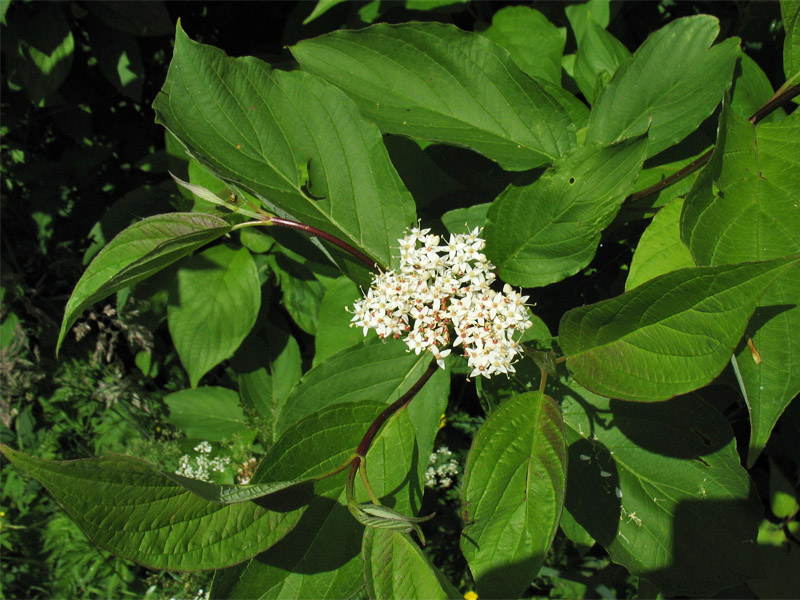 Image of Swida sericea specimen.