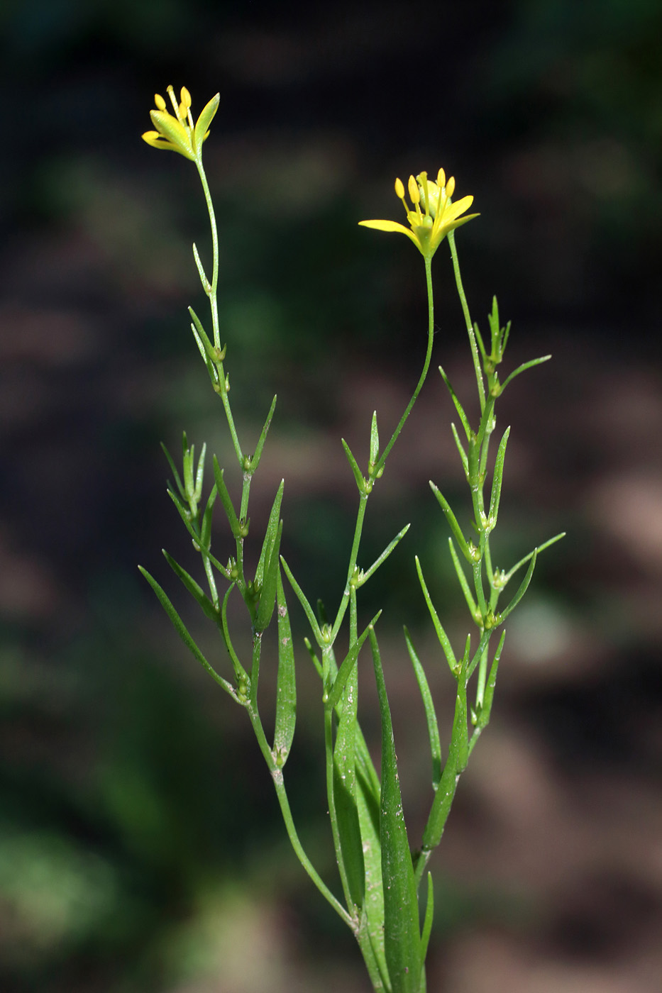 Изображение особи Gagea gageoides.