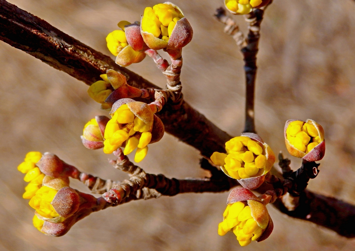 Image of Cornus mas specimen.