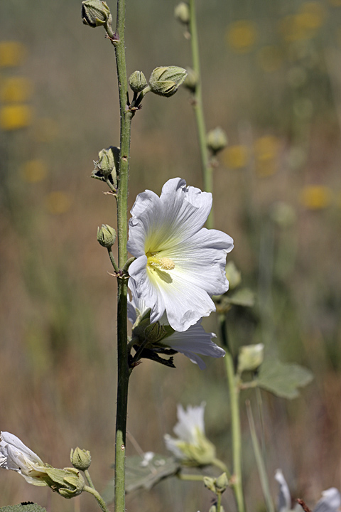 Image of Alcea nudiflora specimen.