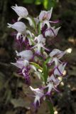 Orchis simia. Соцветие. Крым, окр. с. Терновка, редколесье из дуба и можжевельника колючего. 2 мая 2016 г.