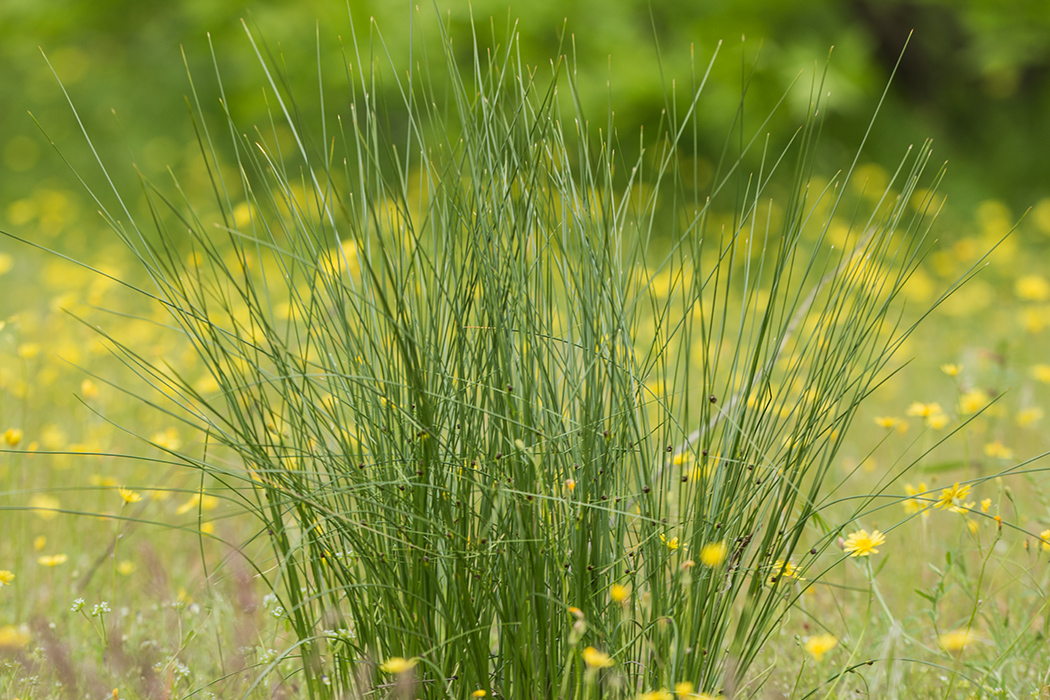 Изображение особи Scirpoides holoschoenus.